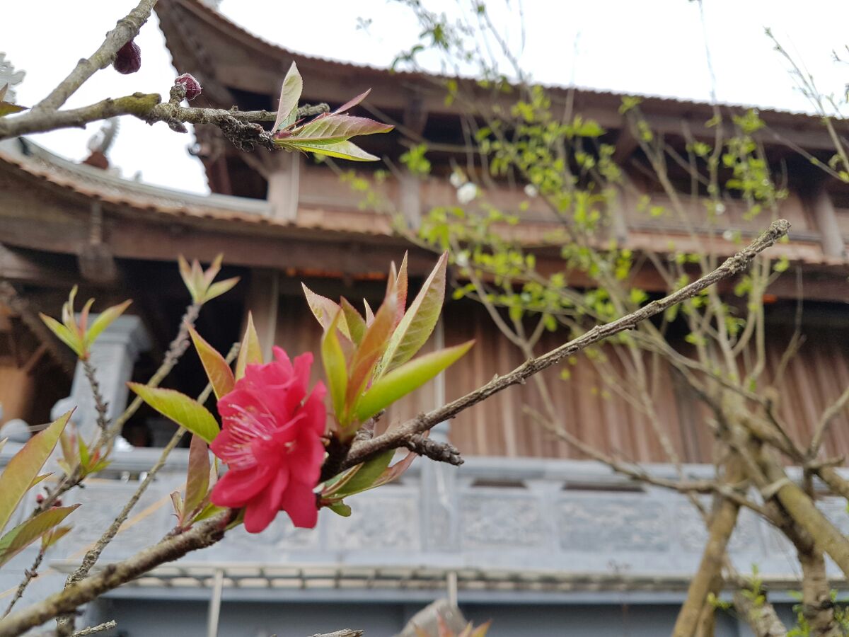 [-]Không[-]gian[-]hoa[-]đào[-]có[-]một[-]không[-]hai[-]tại[-]Fansipan[-]Legend